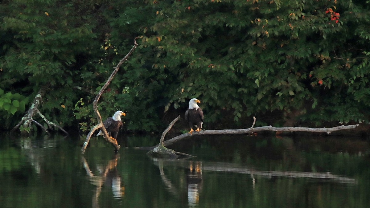 pair of bald eagles on branches floating on water