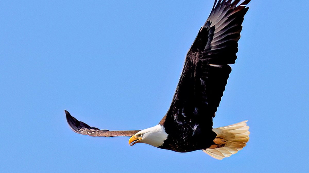 Bald eagle in flight against blue sky