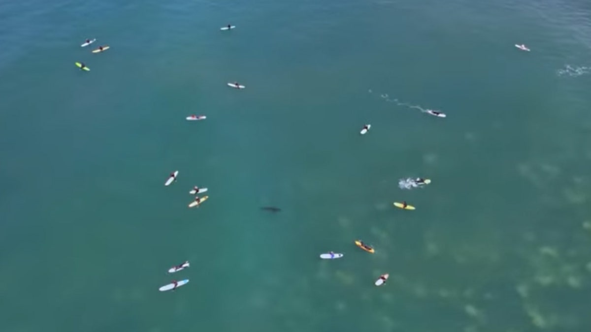 sharks San Onofre State Beach in San Diego County, California