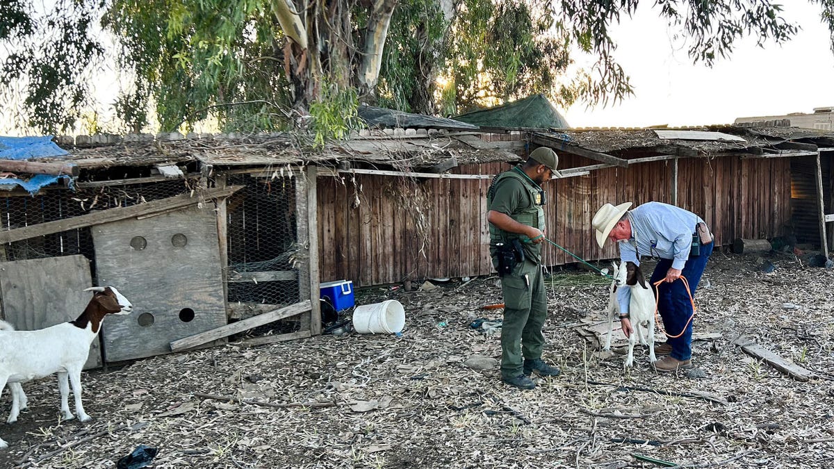 Goats found at illegal California marijuana processing site