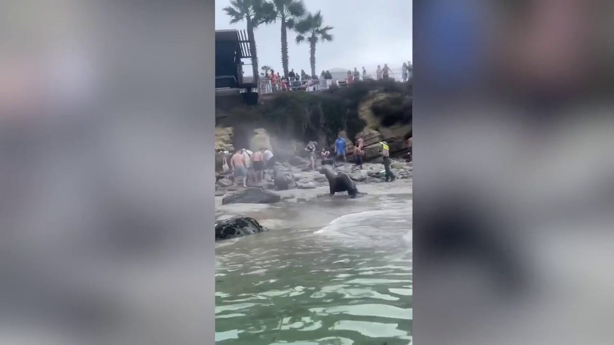 Sea lion charges people at cove in San Diego