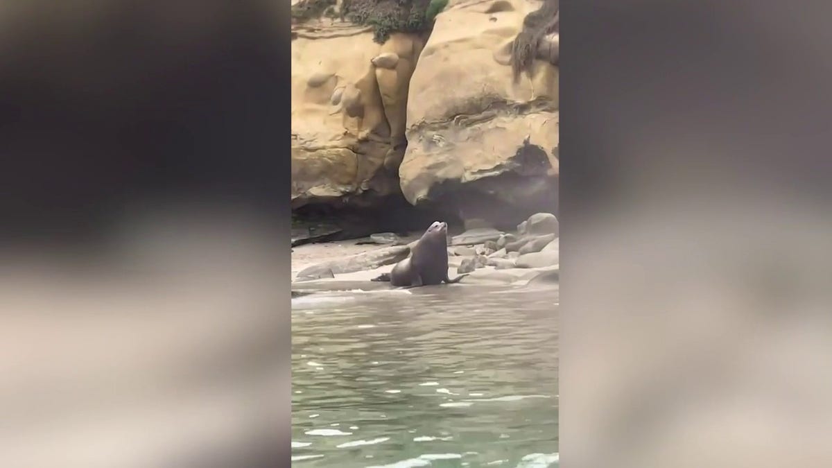 A second sea lion that charged out of the water onto the beach