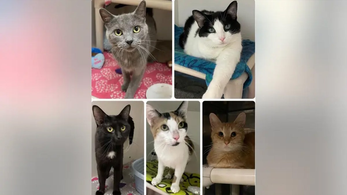 Adoptable cats