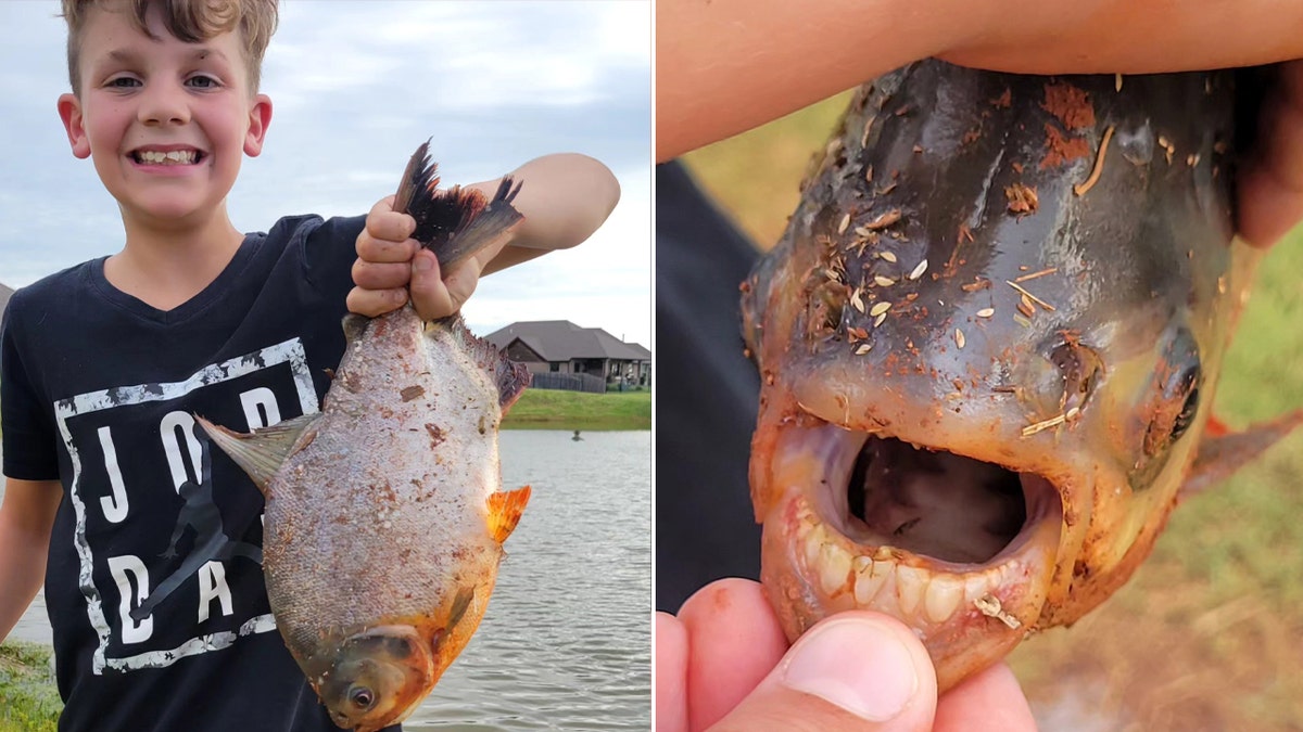 Charlie Clinton Pacu fish split