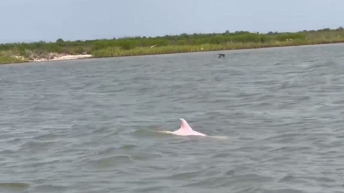 Louisiana pink dolphin