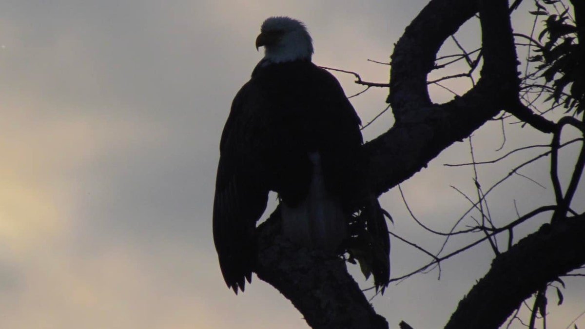 bald eagle on tree, silhouetted