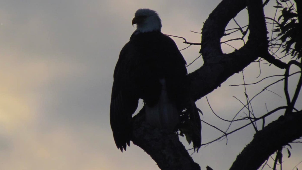 Eagle Silhouette