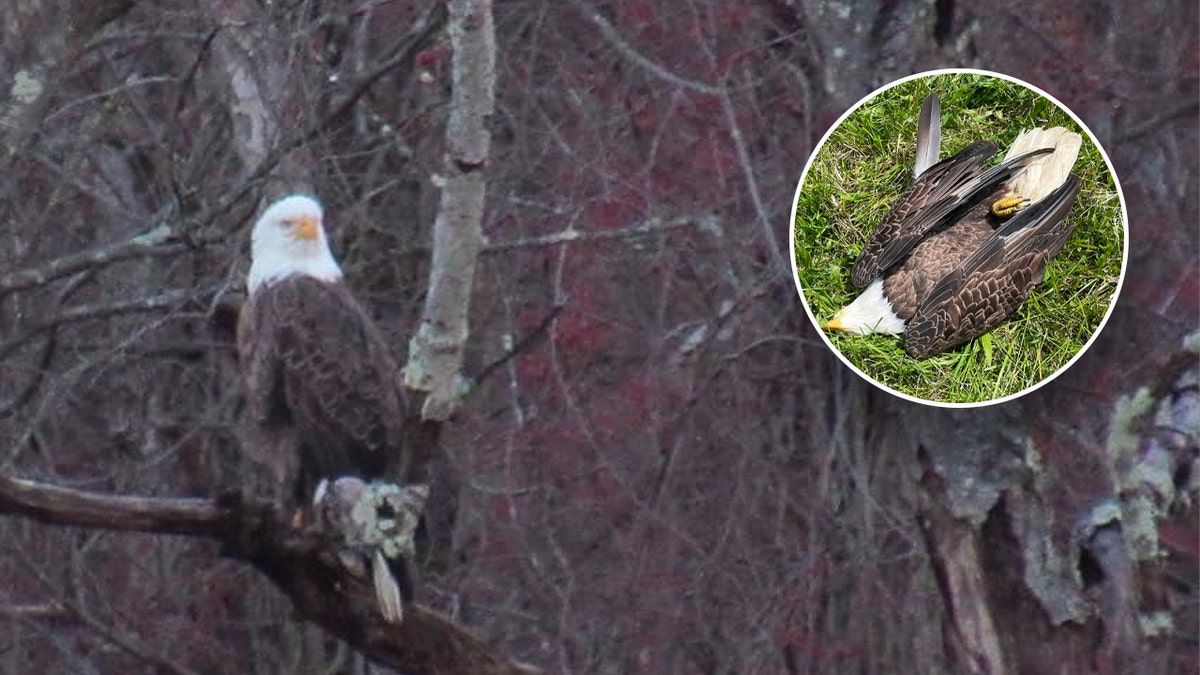 Eagle perched in tree, inset: eagle dead on ground