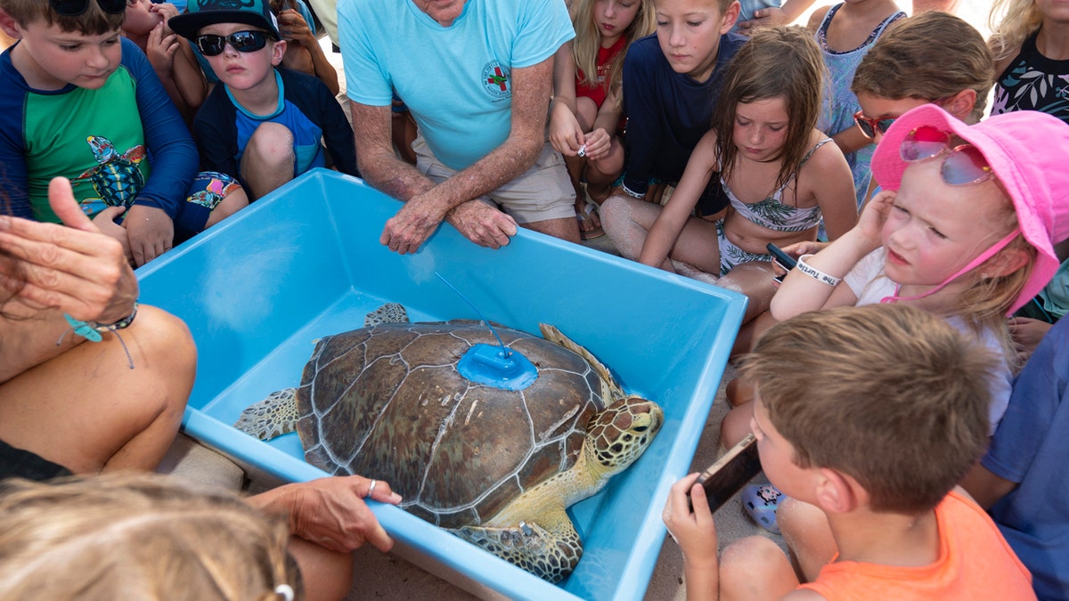 Children look at a green sea turtle