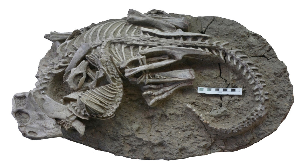 Entangled dinosaur and mammal skeletons