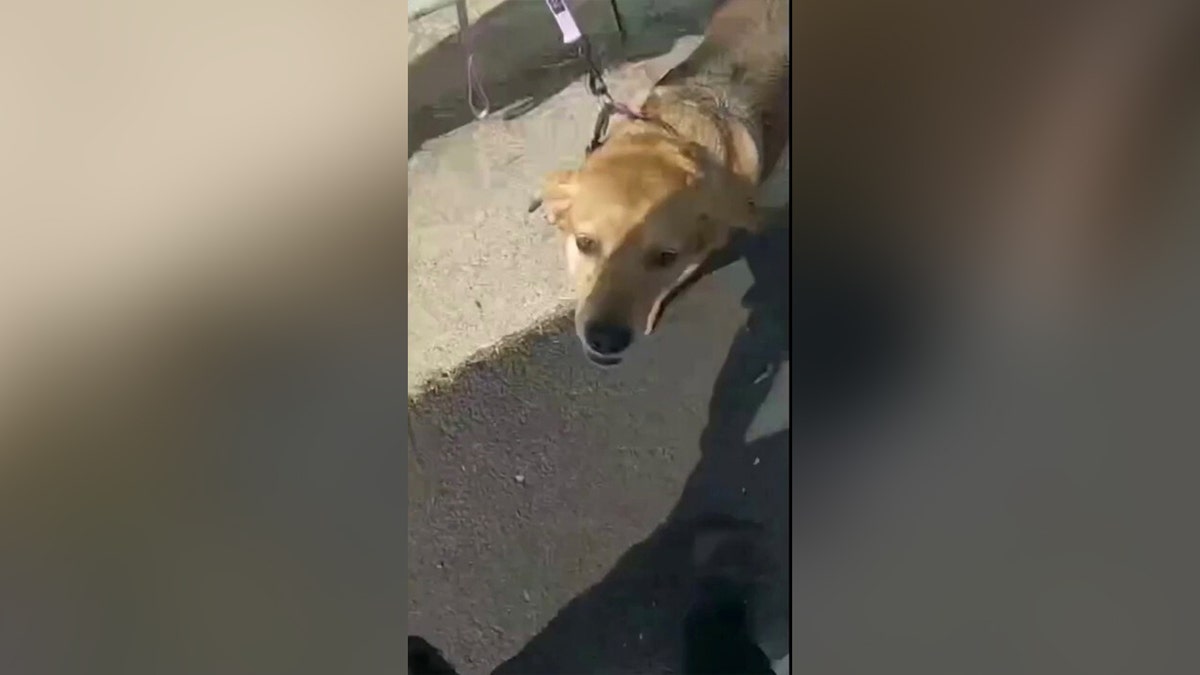 One of the dogs rescued from the Fairfax County house fire