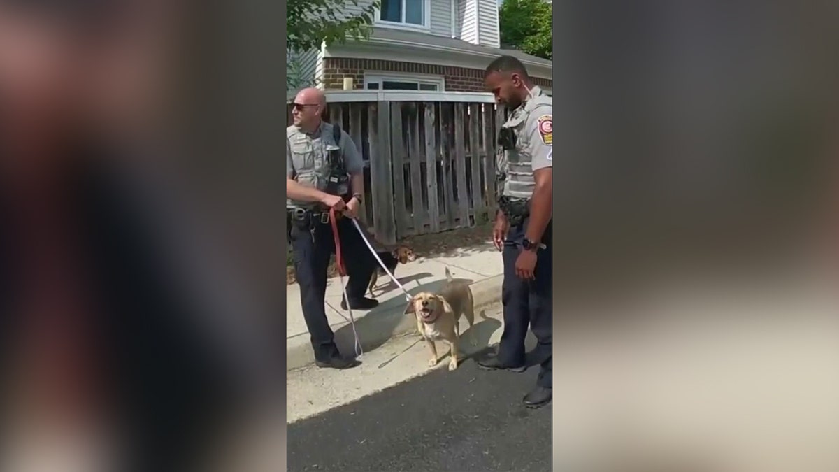 Police officers hold a rescued dog by its leash