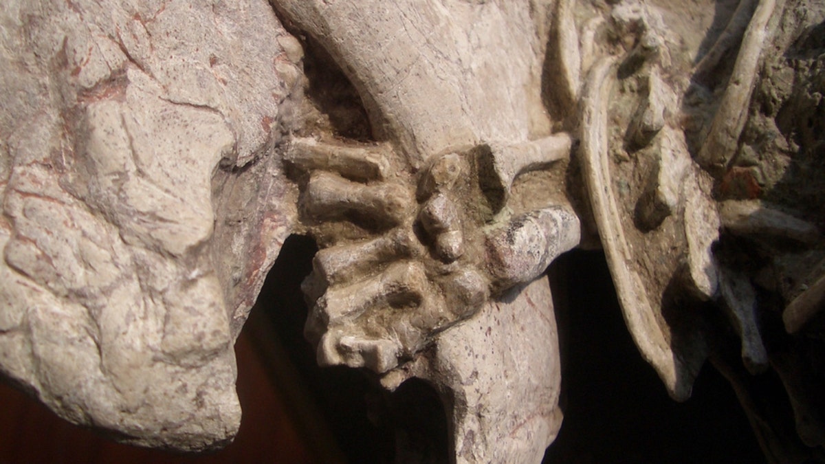 The left hand of a mammal wrapped around the lower jaw of a dinosaur