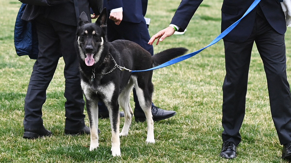 FILE – The Biden's dog Major is seen on the South Lawn of the White House in Washington, DC, on March 31, 2021. 