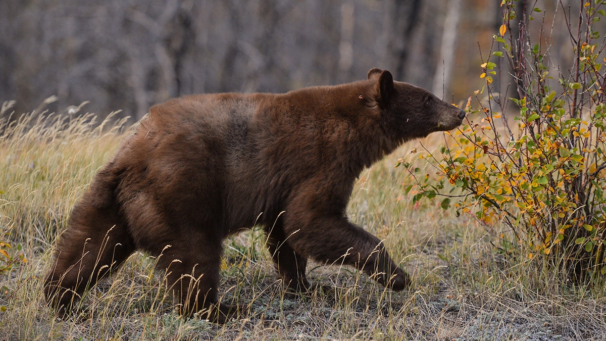 Black bear