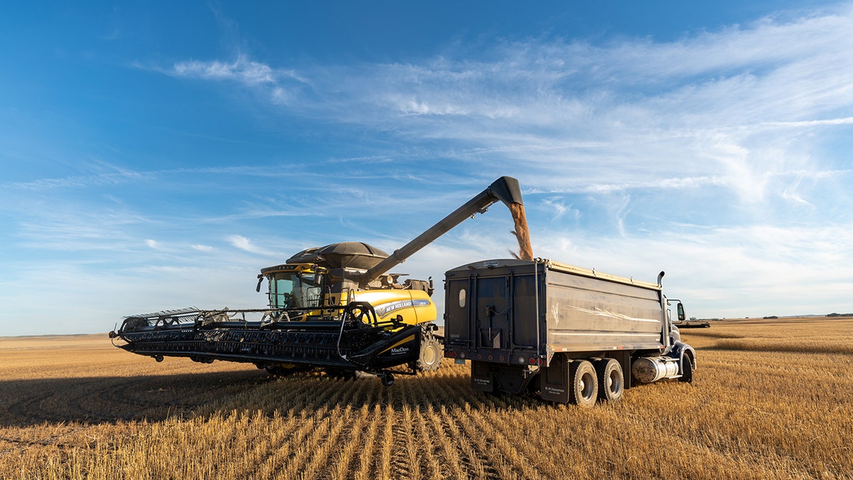 Truck and grain