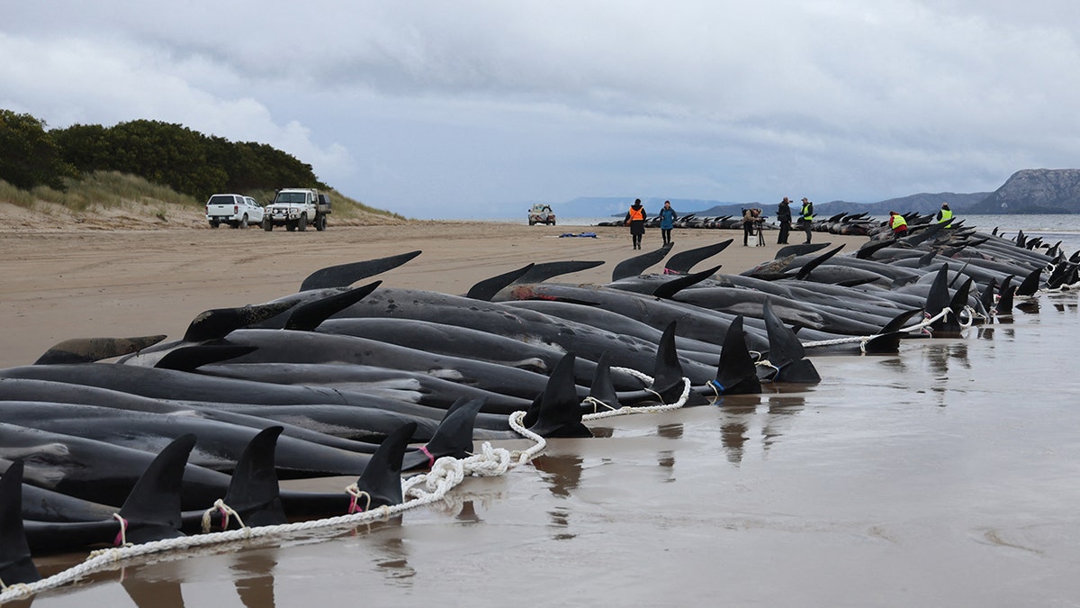 Why Did 150 Whales Strand Themselves on Australia's Coast? - The Atlantic