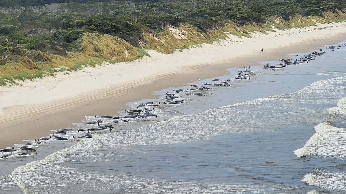 Why Did 150 Whales Strand Themselves on Australia's Coast? - The Atlantic