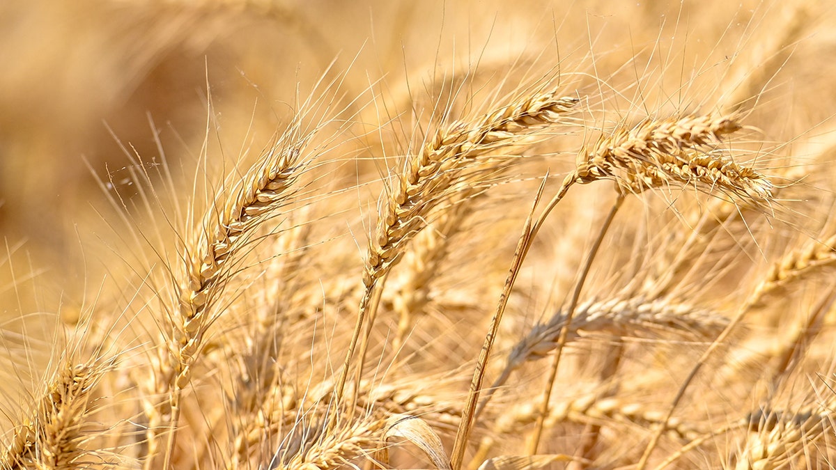 A photo of grain