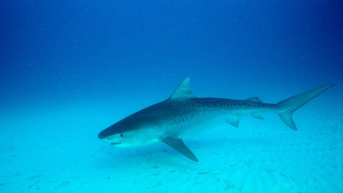 Tubarão-tigre, Bahamas
