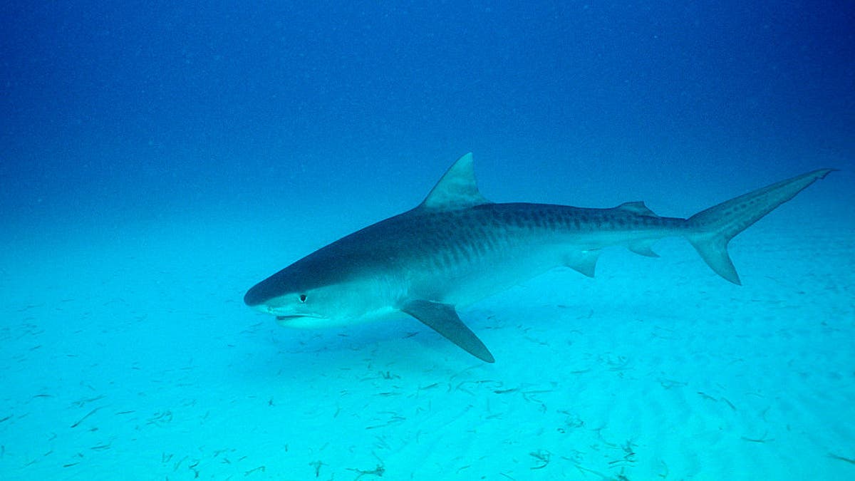 Tiger Shark, Bahamas