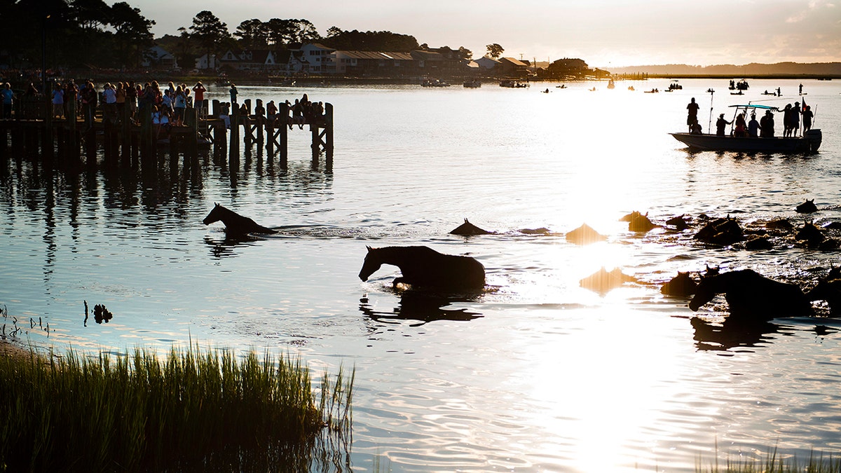 Assateague channel with wild ponies