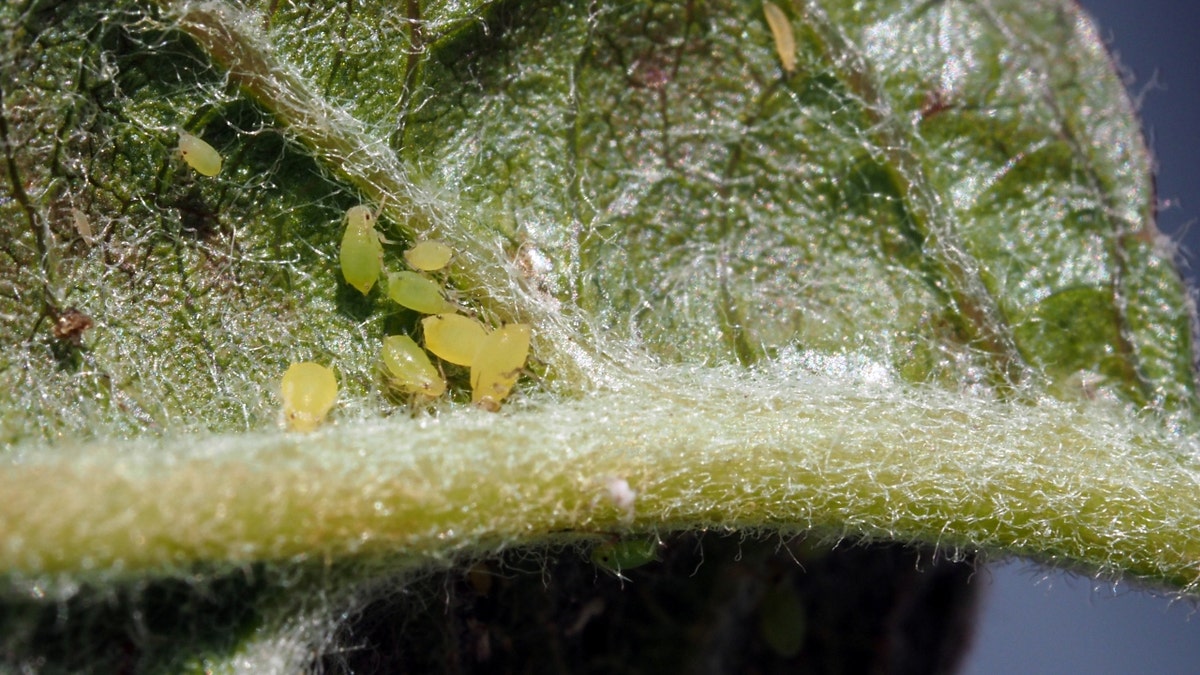 Green aphids on a leaf
