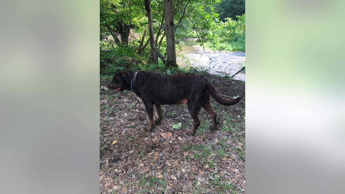 Ecklund family dog tucker in woods