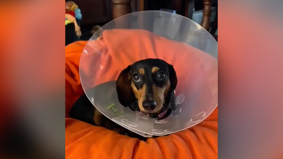 A small dog wearing a plastic cone