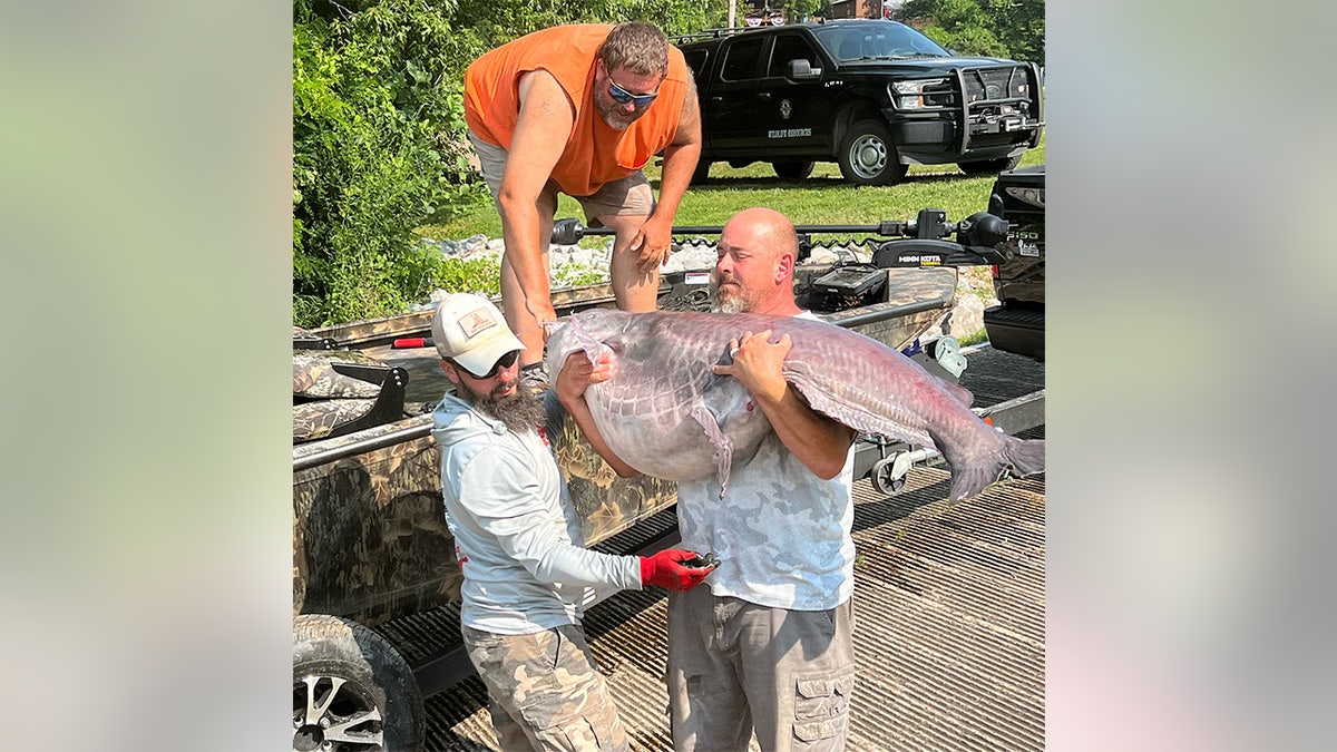 Micka Burkhart and two men carry his record blue catfish.