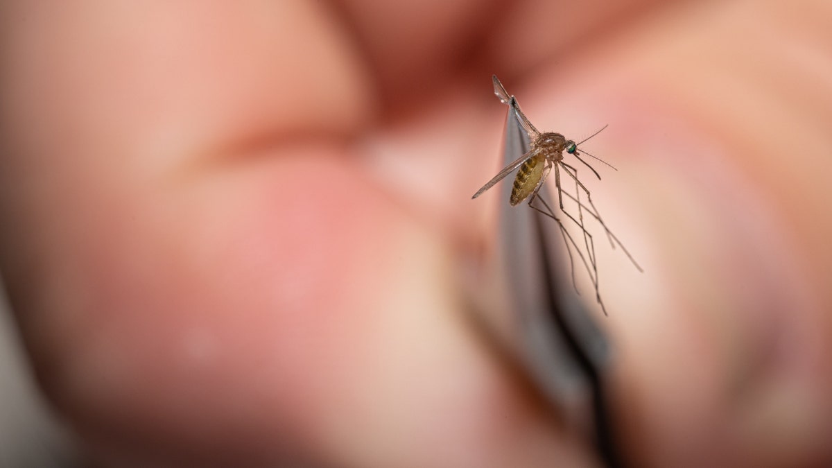A mosquito collected on August 25, 2021, in Louisville, Kentucky