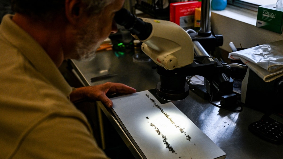 Sarasota County Mosquito Management Services Manager, Wade Brennan, studies specimens under a microscope