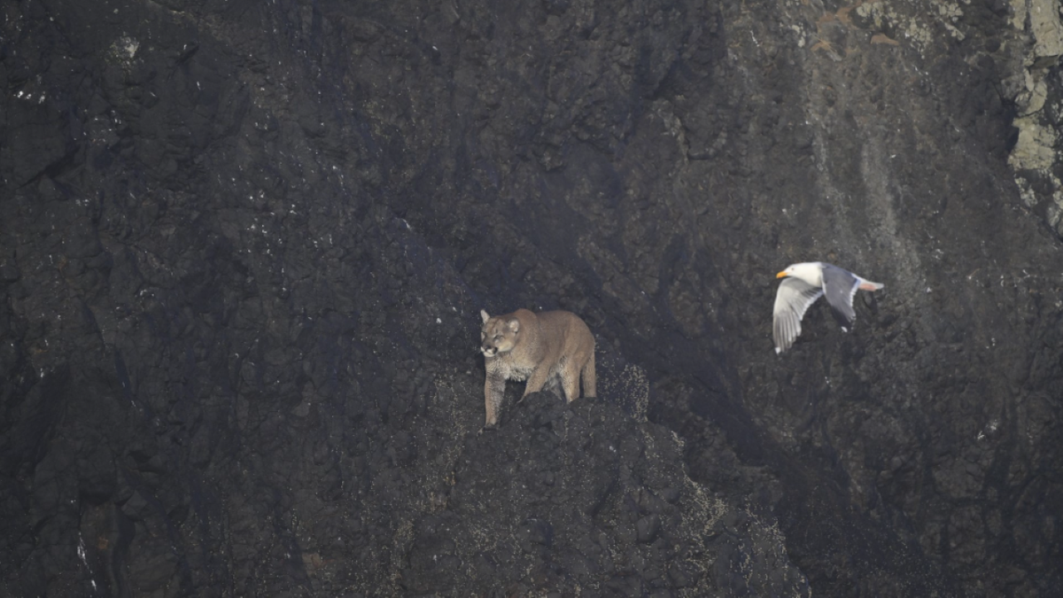 Cougar on Haystack Rock
