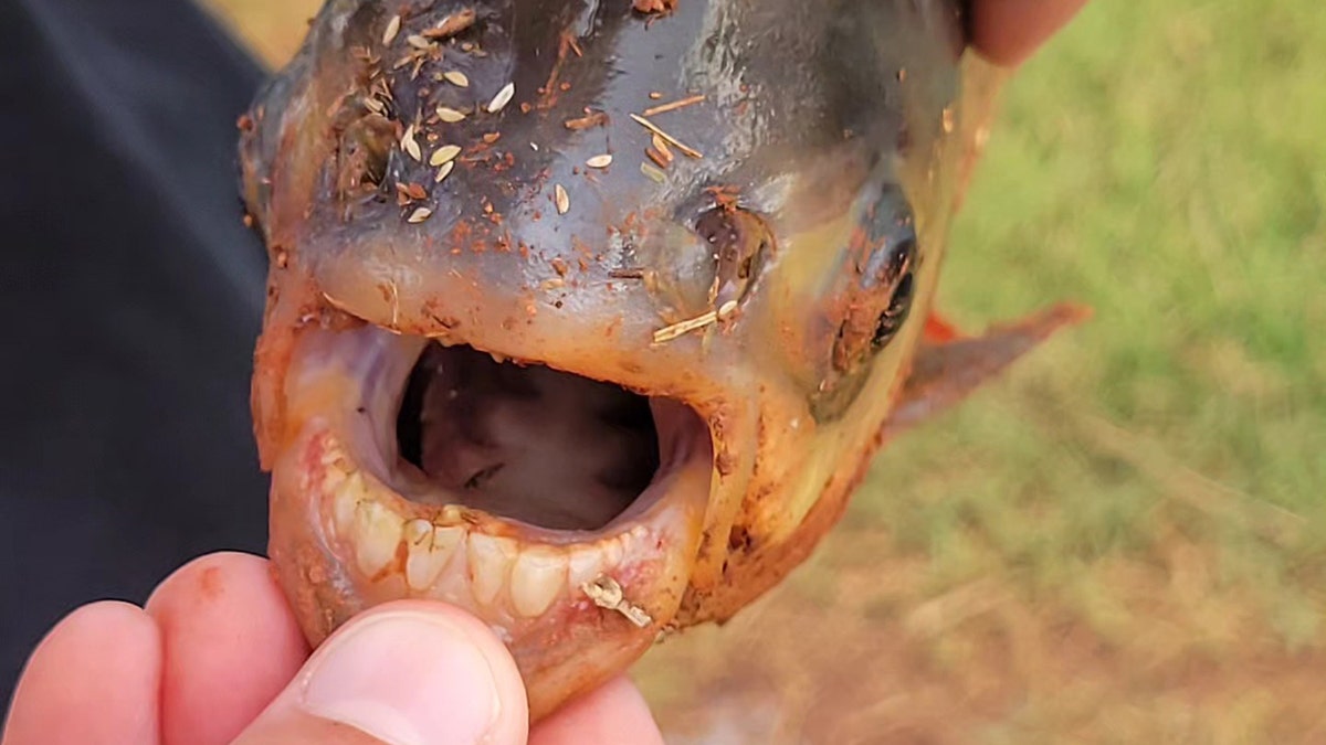 Charlie Clinton showing Pacu fish teeth