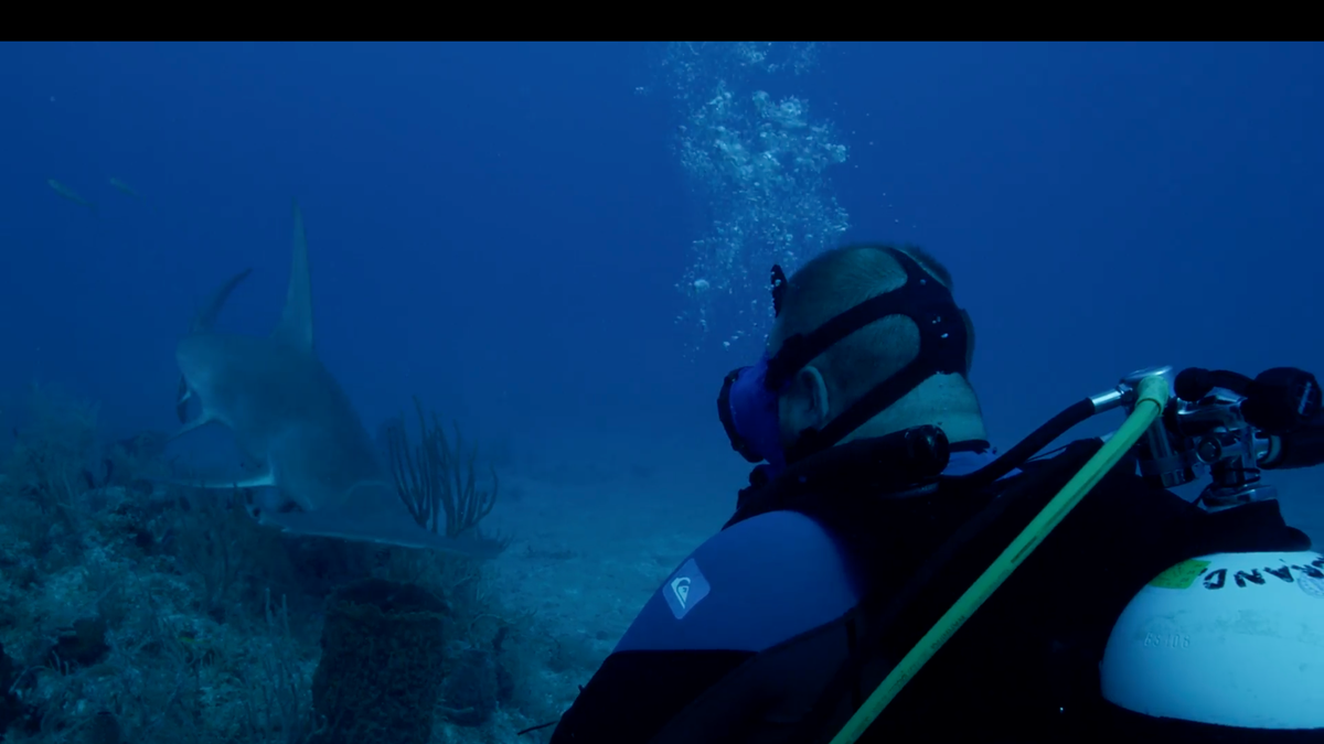 hammerhead shark on discovery channel show