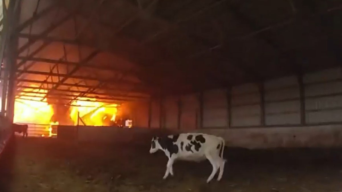 Cow caught in fire