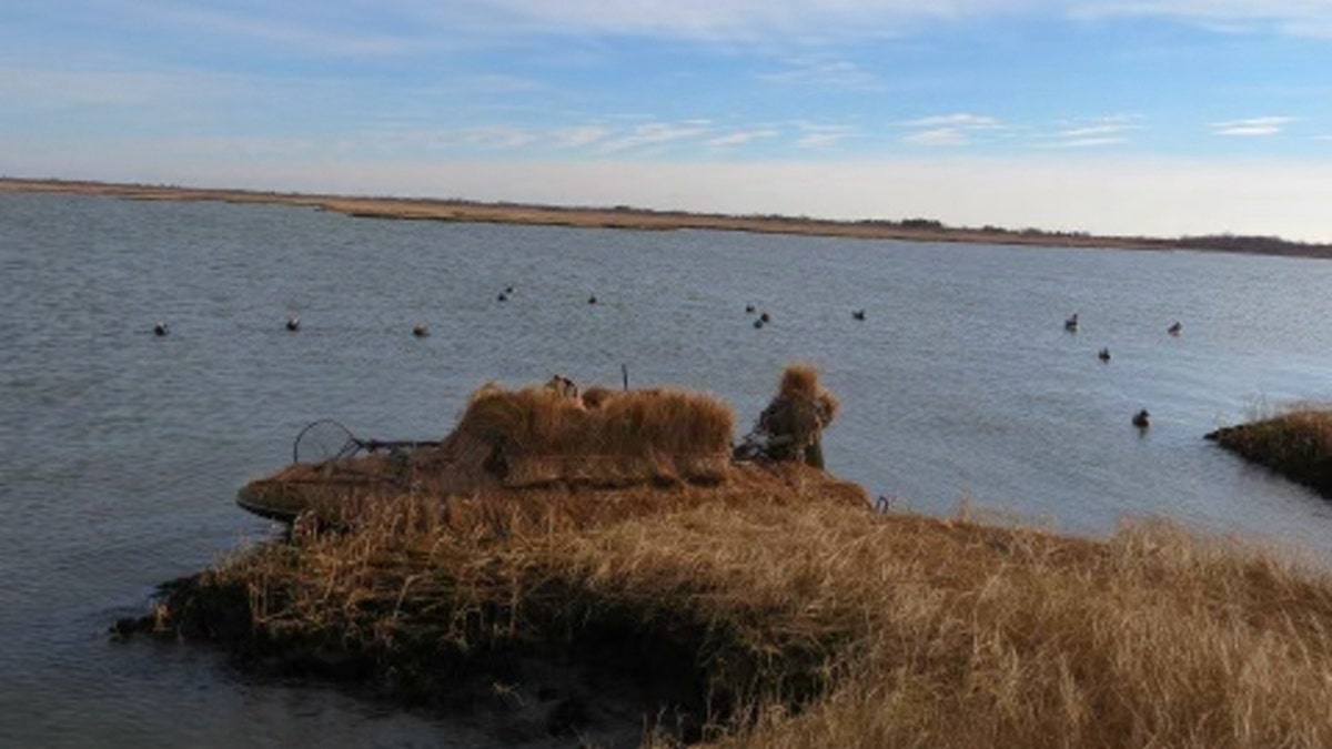 A small duck boat covered in camouflage as it rests against the edge of the marsh in South Oyster Bay with duck decoys floating in the water nearby