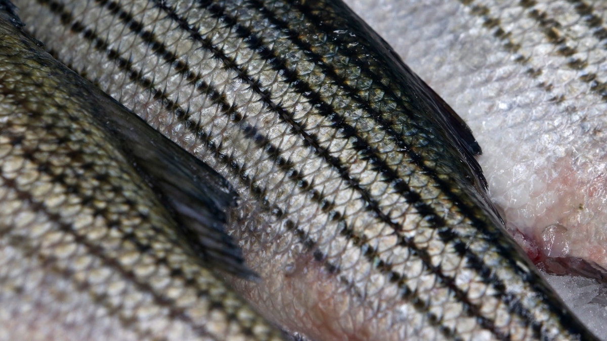 Photo of striped bass