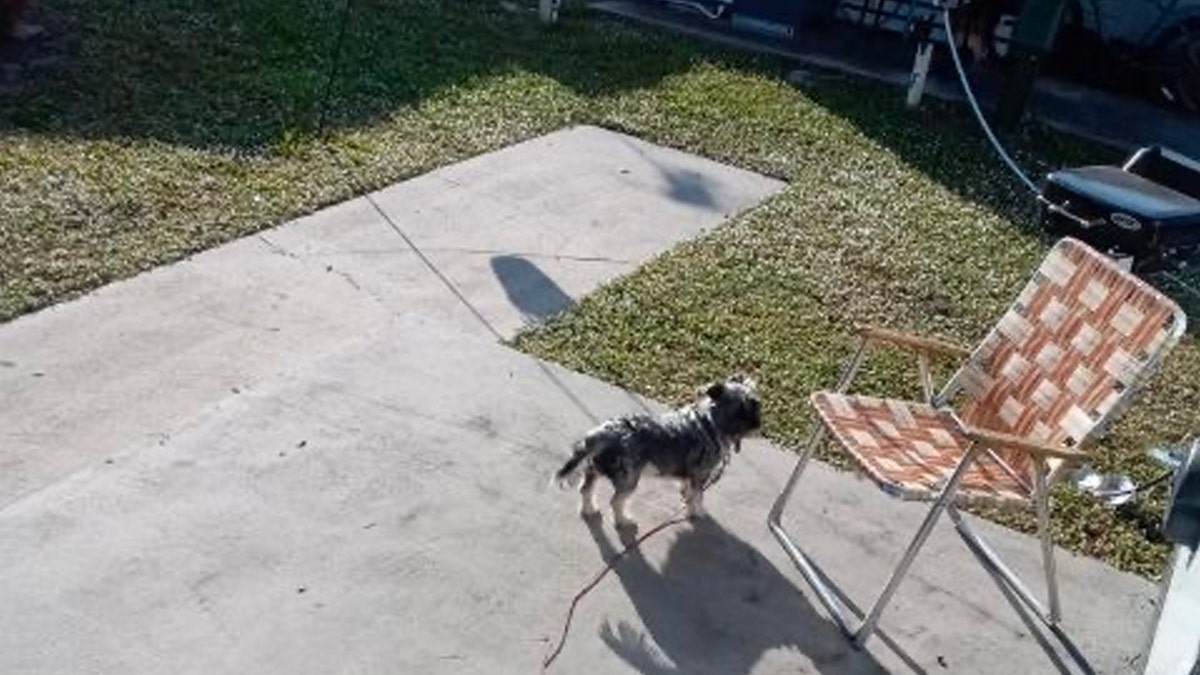 Little dog on leash in concrete backyard patio near lawn chair