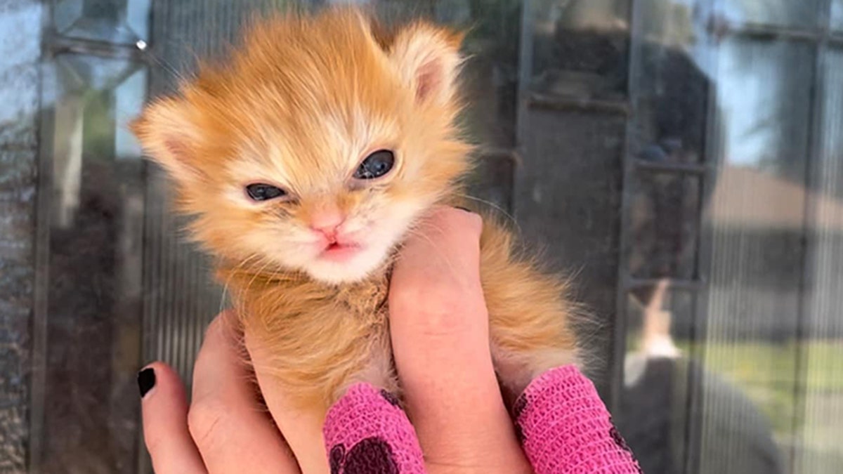 Tiny orange kitten with splints