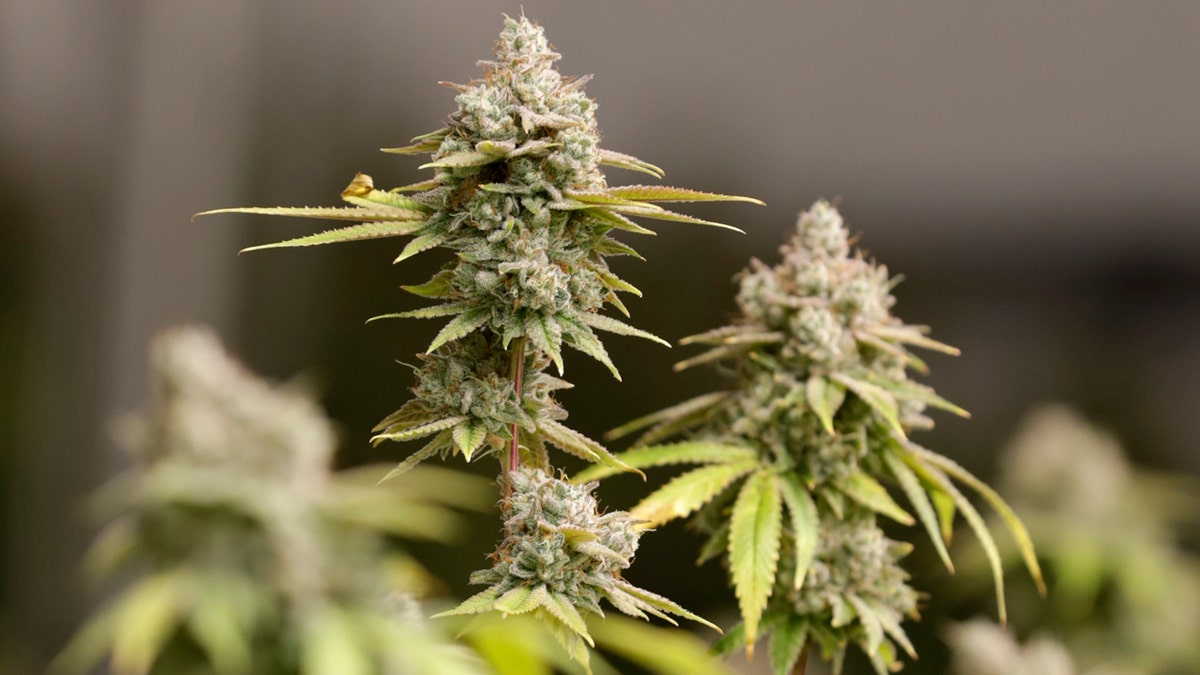 Marijuana plants