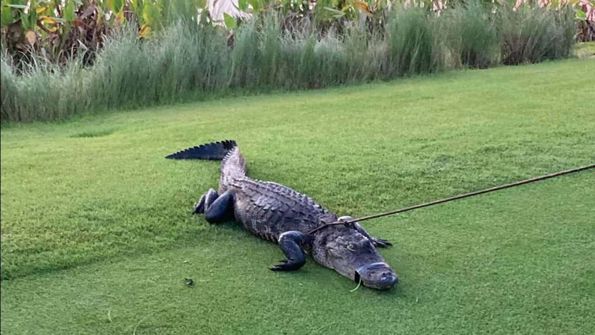 Alligator being captured