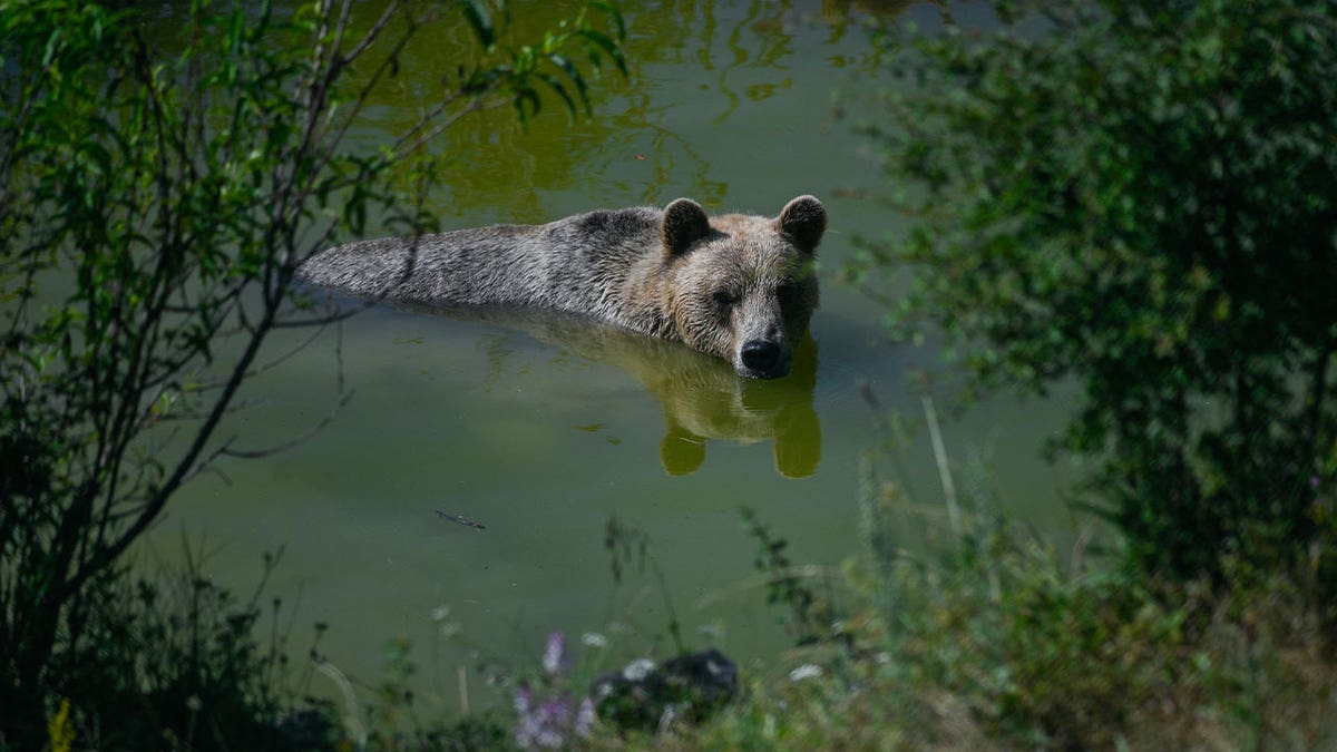 brown bear swims