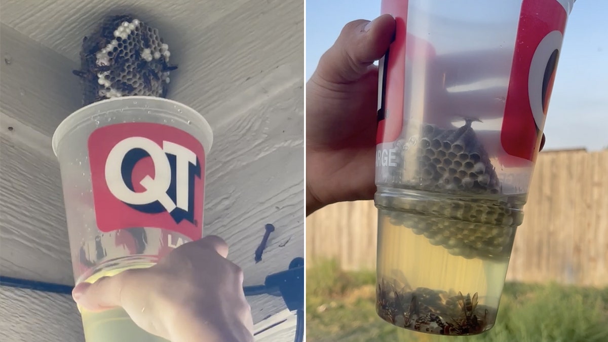 wasp killing trend in cup