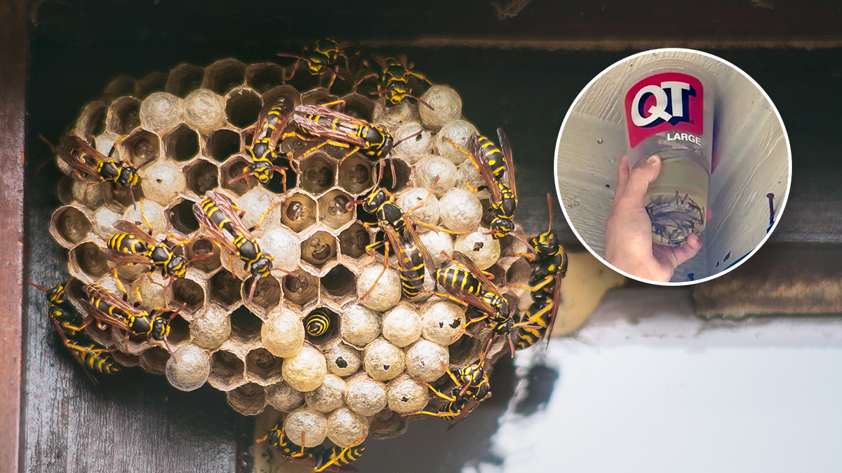 wasp nest and gas in a cup