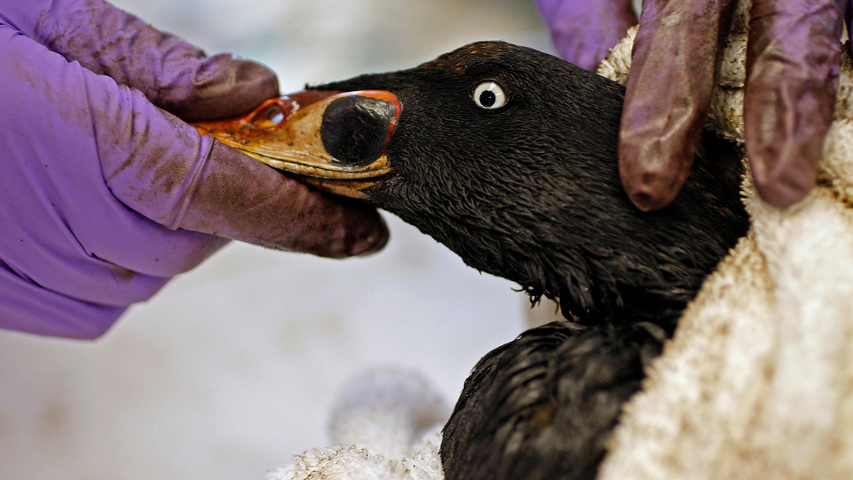 Researcher cleans bird covered in oil