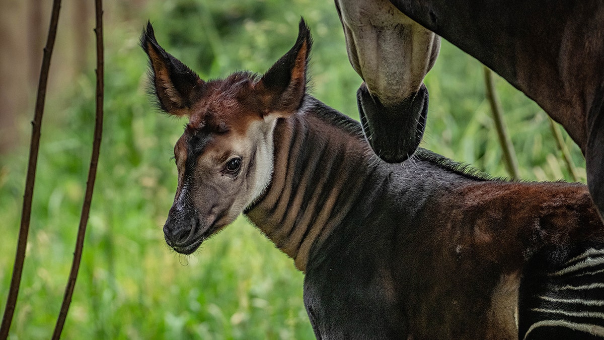 rare okapi calf