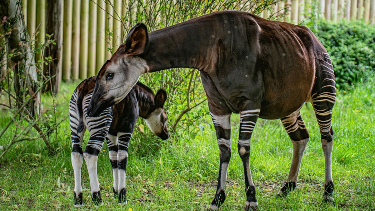rare okapi calf