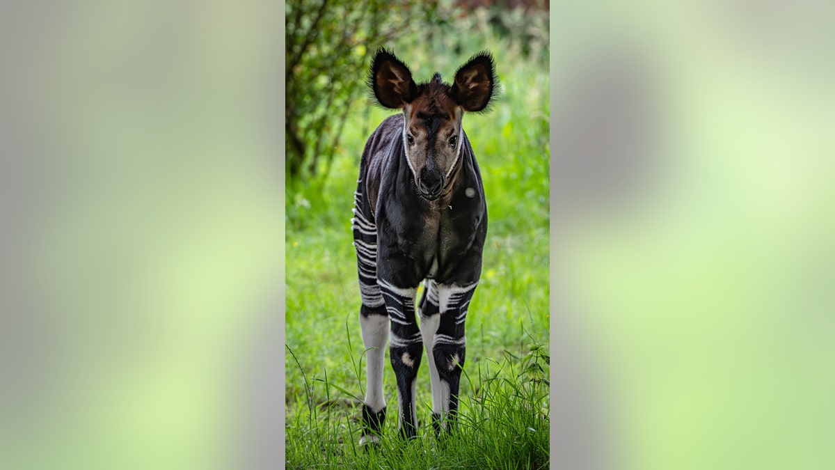 rare okapi calf at Chester Zoo