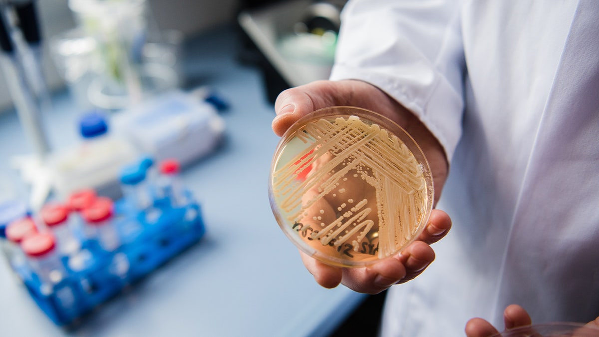 Candida auris on plate in lab, held by researcher.